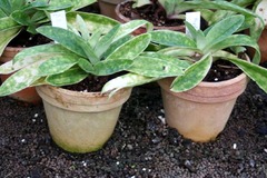 Killikus&reg; Fotographie